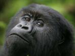 Gorilla safari in Rwanda