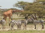 Kenya lodge safari
