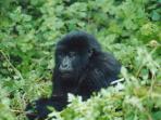 Overland tour of Kenya & Uganda, gorillas and gameparks