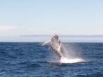 Newfoundland holidays, whale watching & wildlife
