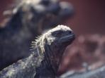 Galapagos 2 week cruise, Ecuador