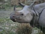 Wildlife holiday in North East India