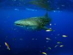 Ningaloo Reef whale shark tours, Western Australia