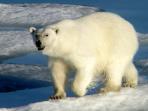 Spitsbergen wildlife cruises