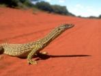 Western Australia tour, small group