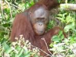 Borneo river cruise in Kalimantan, Indonesia