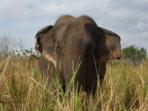 Elephant conservation project in Sri Lanka