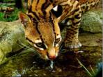 Volunteer with animals in the Amazon rainforest, Ecuador