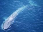 Luxury blue whale watching by helicopter in Victoria, Australia