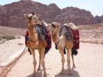 Jordan & Syria tailor made holiday