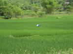 Vietnam tailor made holiday, North to South