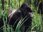 Tailor made gorilla safari in Uganda