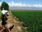 Argentina tailor made holiday, landscapes and culture