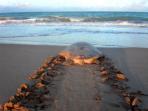 Turtle conservation project in Western Australia