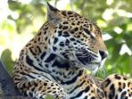 Belize holidays, tailor made 