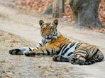 Tiger and wildlife photography holiday in India