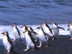 New Zealand and islands bird watching cruise 