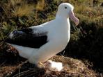 New Zealand and Subantarctic Islands cruise