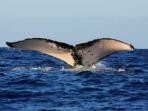 Whale watching in Nicaragua