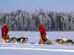 Wild Taiga winter activity holiday, Finland