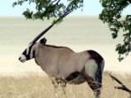 Self drive wildlife safari to Namibia