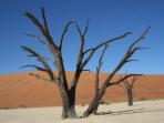 Namibia self drive desert safari