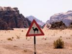 Family adventure holiday to Jordan, Lawrence of Arabias Adventures