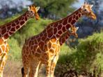 Kenya wildlife adventure holiday