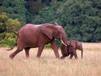 Gabon holiday
