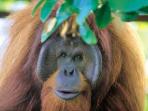 Orangutans and Ibans tour to Borneo