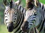 Luxury safari and Victoria Falls holiday