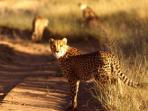 Namibia self drive holiday, big cat conservation