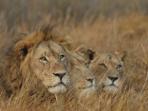 Okavango Delta tailor made wildlife safari in Botswana