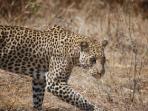 Tanzania safari holiday, Mikumi and Ruaha National Parks