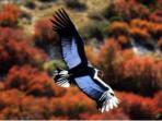 Wildlife holiday in Patagonia