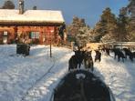 Husky safari in Sami land, Norway