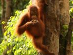 Orangutan conservation holiday in Borneo