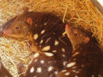 Tiger Quoll conservation holiday in Australia