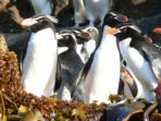 Wildlife Cruise of New Zealand Subantarctic Islands