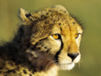 Kenya wildlife holiday