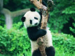Family holiday to China