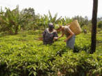 Tanzania day tours 