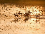 Botswana horse trekking safari