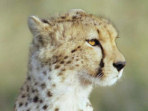 Family safari holiday in Tanzania, Rift Valley