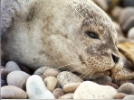 Scotland wildlife and marine conservation holiday