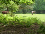 Walking short break in the New Forest, England