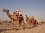 Ethiopia and Djibouti holiday, Danakil Depression  