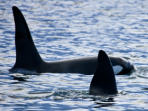 Killer whales and Northen lights holiday in Iceland