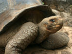 Galapagos Islands and Ecuador tour