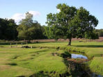 Volunteering taster days in the New Forest